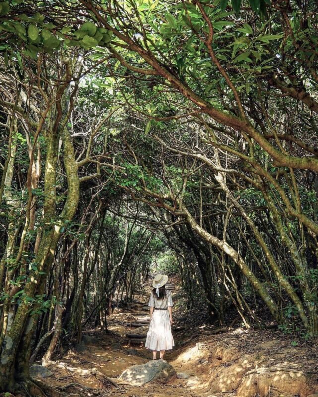 🌳 이토시마 토토로의 숲(이토시마노토토로노모리)